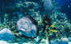 Cairns Aquarium Dive With The Sharks - thumb 2
