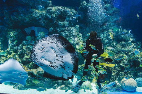 Cairns Aquarium Dive With The Sharks - Great Ocean Road Tourism 2
