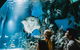 Cairns Aquarium Dive With The Sharks - thumb 4