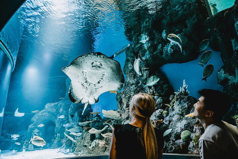 Cairns Aquarium Dive With The Sharks - Great Ocean Road Tourism 4