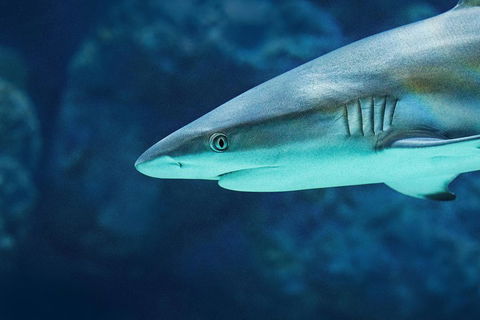 Cairns Aquarium Dive With The Sharks - Great Ocean Road Tourism 5