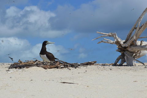 Seastar Luxury Outer Great Barrier Reef Island And Reef Tour From Cairns - Great Ocean Road Tourism 1