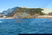 Kayaking with Dolphins in Byron Bay Guided Tour