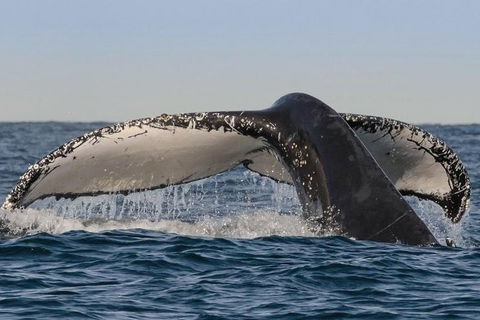 Sydney Whale-Watching Cruise Including Lunch Or Breakfast - Great Ocean Road Tourism 0