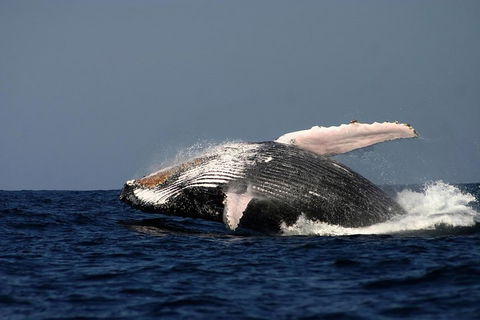 Sydney Whale-Watching Cruise Including Lunch Or Breakfast - Great Ocean Road Tourism 1