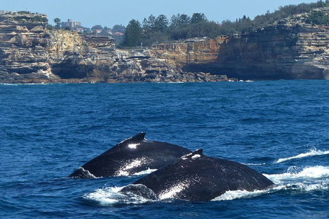 Sydney Whale-Watching Cruise Including Lunch Or Breakfast - Great Ocean Road Tourism 2