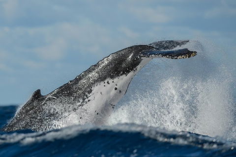 Sydney Whale-Watching Cruise Including Lunch Or Breakfast - Great Ocean Road Tourism 4