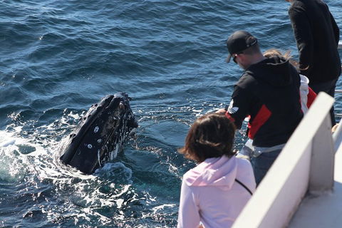 Sydney Whale-Watching Cruise Including Lunch Or Breakfast - Great Ocean Road Tourism 5
