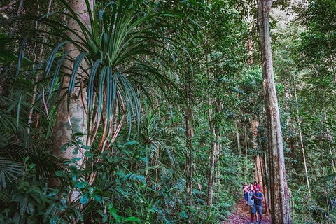 Atherton Tablelands Rain Forest By Night From Cairns - Great Ocean Road Tourism 0