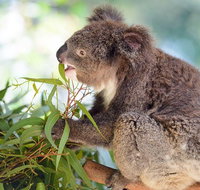 Blue Mountains Private Tour with Kangaroos  Koala Encounter - Great Ocean Road Tourism