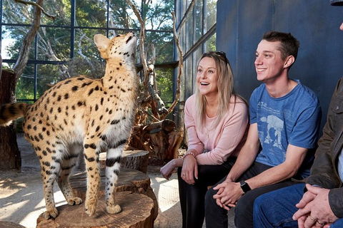 African Cat Encounter At Werribee Open Range Zoo - Great Ocean Road Tourism 0
