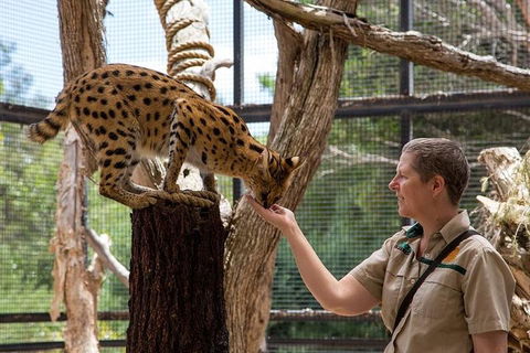 African Cat Encounter At Werribee Open Range Zoo - Great Ocean Road Tourism 2