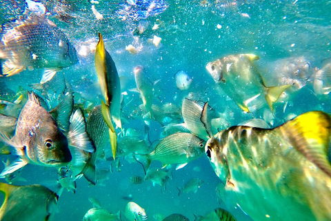 Moreton Island Day Trip (Kayak, Snorkel & Sandboard) Frm Brisbane Or Gold Coast - Great Ocean Road Tourism 1