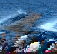Tangalooma Island Resort Whale Watching Day Cruise - Great Ocean Road Tourism
