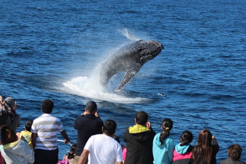 Tangalooma Island Resort Whale Watching Day Cruise - Great Ocean Road Tourism 0