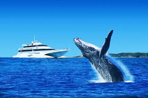 Tangalooma Island Resort Whale Watching Day Cruise - Great Ocean Road Tourism 1