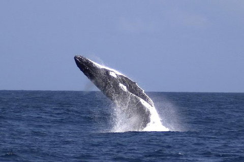 Tangalooma Island Resort Whale Watching Day Cruise - Great Ocean Road Tourism 4