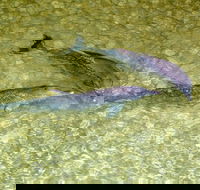 Tangalooma Island Resort Whale Watching Day Cruise with Dolphin Viewing - Great Ocean Road Tourism