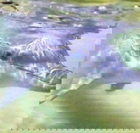 Tangalooma Island Resort Whale Watching Day Cruise with Dolphin Feeding - Great Ocean Road Tourism