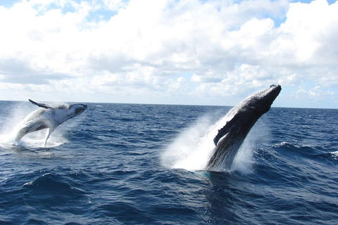 Tangalooma Island Resort Whale Watching Day Cruise With Dolphin Feeding - Great Ocean Road Tourism 1