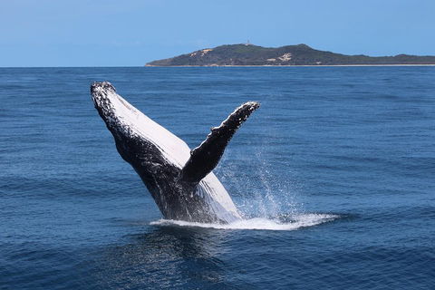 Tangalooma Island Resort Whale Watching Day Cruise With Dolphin Feeding - Great Ocean Road Tourism 3