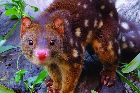 Hartley's Crocodile Adventures General Entry Ticket - Great Ocean Road Tourism 4