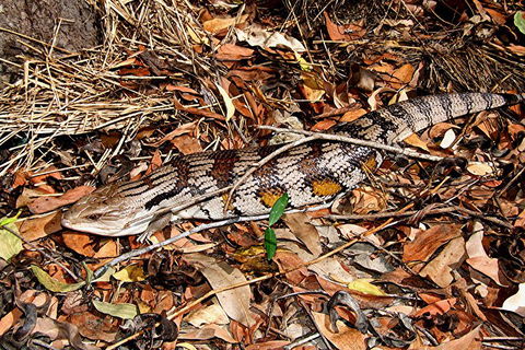Hartley's Crocodile Adventures General Entry Ticket - Great Ocean Road Tourism 5