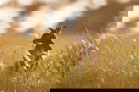 Sunset Blue Mountains Wilderness  Wildlife Tour without the crowds, Sydney