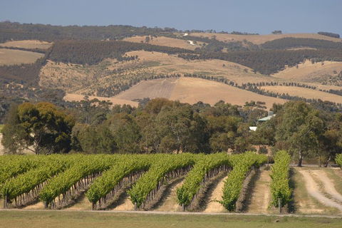 McLaren Vale And Glenelg Wine Tasting And Sightseeing (Half-day Afternoon) - Great Ocean Road Tourism 2