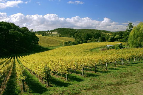 McLaren Vale And Glenelg Wine Tasting And Sightseeing (Half-day Afternoon) - Great Ocean Road Tourism 4