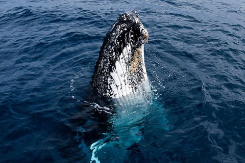 Phillip Island Whale Watching Tour - Great Ocean Road Tourism 0