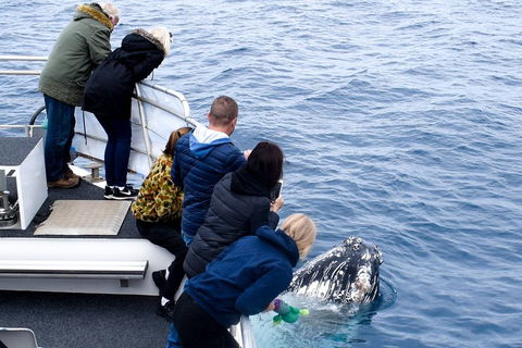 Phillip Island Whale Watching Tour - Great Ocean Road Tourism 1