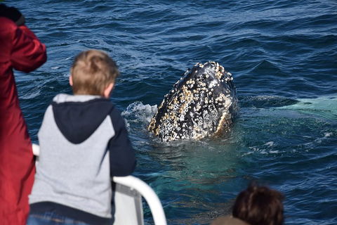 Phillip Island Whale Watching Tour - Great Ocean Road Tourism 2