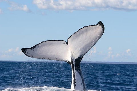 Phillip Island Whale Watching Tour - Great Ocean Road Tourism 3
