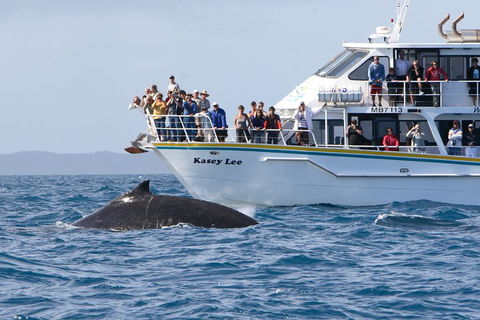Phillip Island Whale Watching Tour - Great Ocean Road Tourism 4