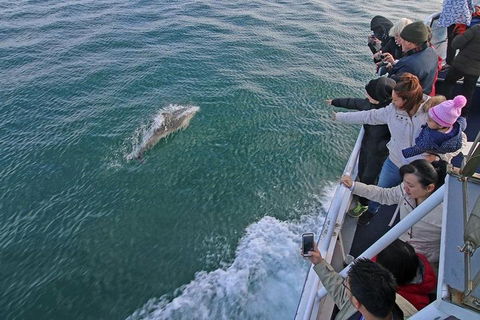 Phillip Island Whale Watching Tour - Great Ocean Road Tourism 5