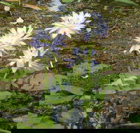 Yellow Water Cruise - Kakadu - Great Ocean Road Tourism