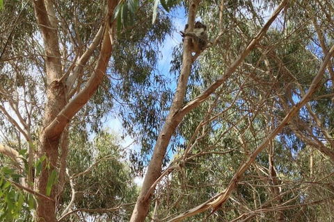 Kangaroo Island 4WD Tour - Best Of KI In 2 Days - Great Ocean Road Tourism 0