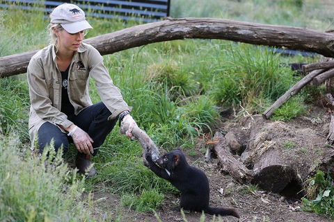 After Dark Tasmanian Devil Feeding Tour At Cradle Mountain - Great Ocean Road Tourism 1
