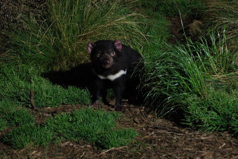 After Dark Tasmanian Devil Feeding Tour At Cradle Mountain - Great Ocean Road Tourism 4