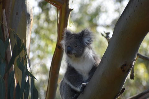 Healesville Sanctuary And Phillip Island Wildlife Bus Tour - Great Ocean Road Tourism 0