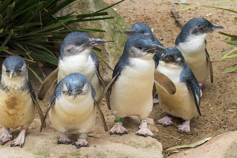Healesville Sanctuary And Phillip Island Wildlife Bus Tour - Great Ocean Road Tourism 2