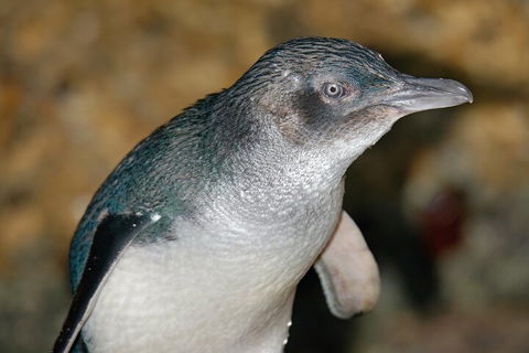 Healesville Sanctuary And Phillip Island Wildlife Bus Tour - Great Ocean Road Tourism 4