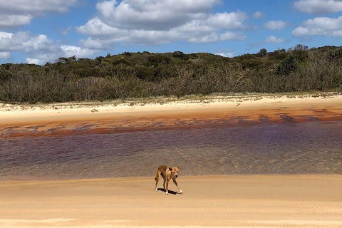 Pippies 3 Days 2 Nights Fraser Island Tour - Great Ocean Road Tourism 2