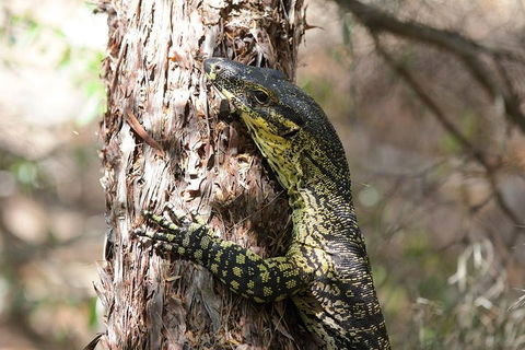Byron Bay Combo: Minyon Falls And Hinterland Day Trip And Learn To Surf At Byron Bay - Great Ocean Road Tourism 0