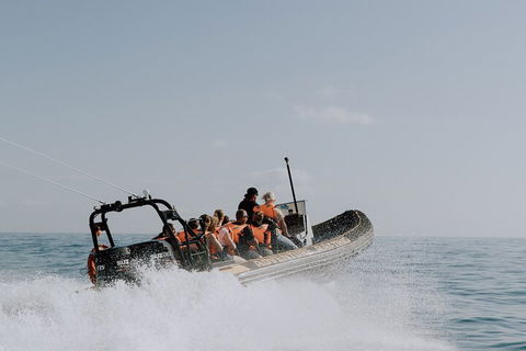 Adventure Whale Watching Tour Mooloolaba - Great Ocean Road Tourism 0