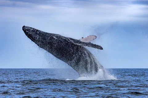 Adventure Whale Watching Tour Mooloolaba - Great Ocean Road Tourism 2
