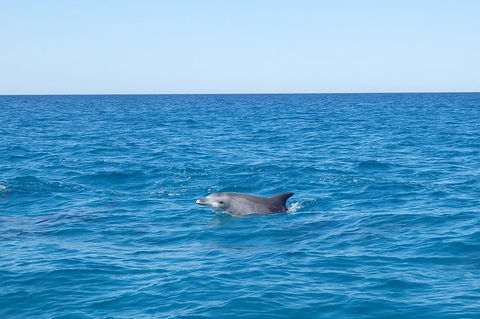 Noosa Wild Dolphin Safari - Great Ocean Road Tourism 1