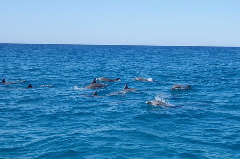 Noosa Wild Dolphin Safari - Great Ocean Road Tourism 3