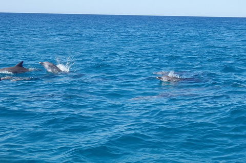 Noosa Wild Dolphin Safari - Great Ocean Road Tourism 4